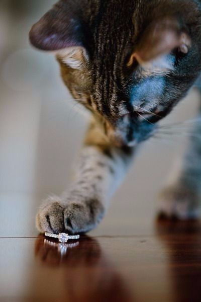 Miau 