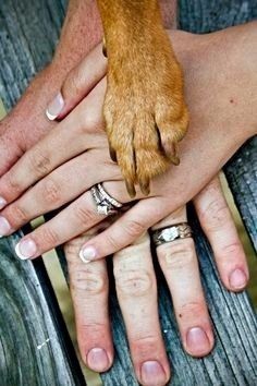 Para aqueles que têm um cão na familia
