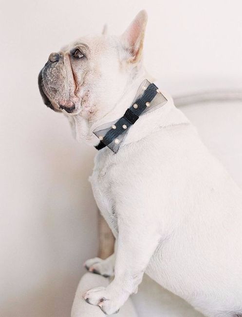 cão convidado