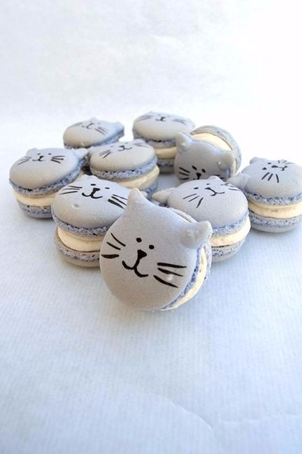 gatos