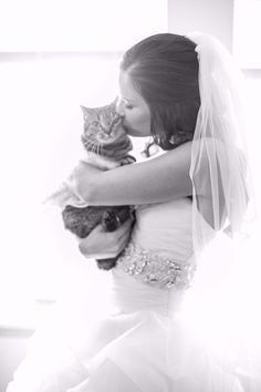 gatos