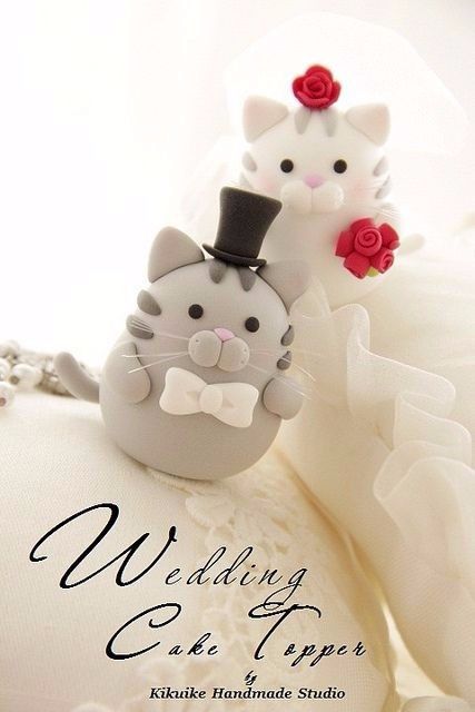 gatos