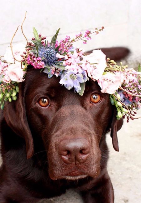 primavera
