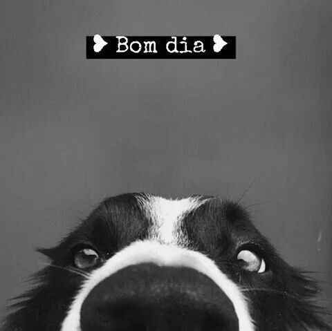 bom dia