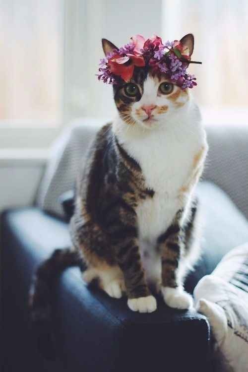Miau 