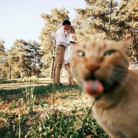 Miau 