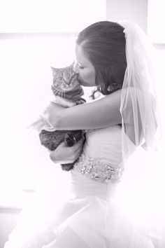 gatos
