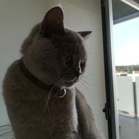 Animais de estimação e o pedido - 1