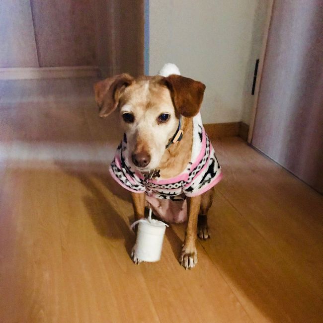 Ele pediu-te em casamento no Natal? 🎅 - 1