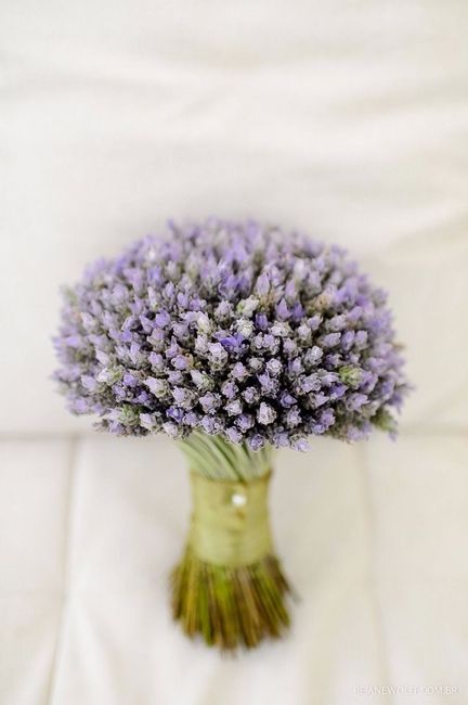 Lavanda
