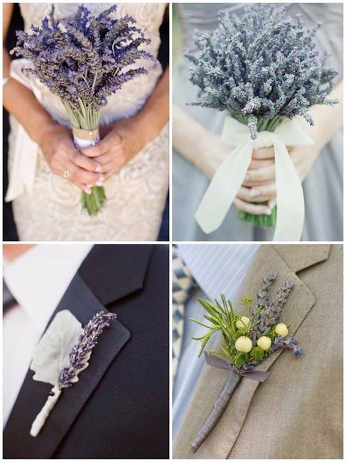 Lavanda