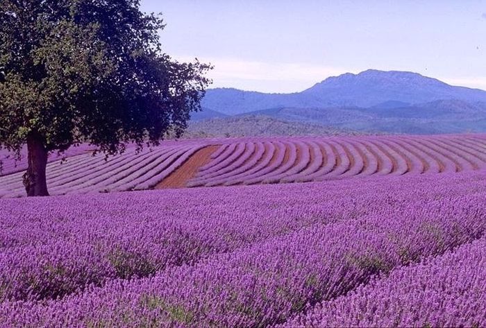 Lavanda