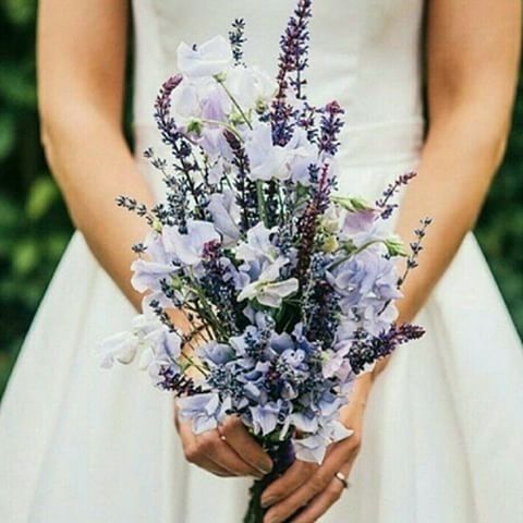 Lavanda