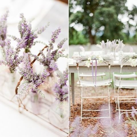 Lavanda