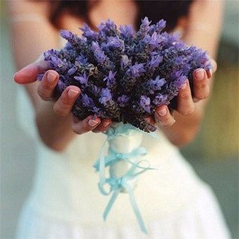 Lavanda