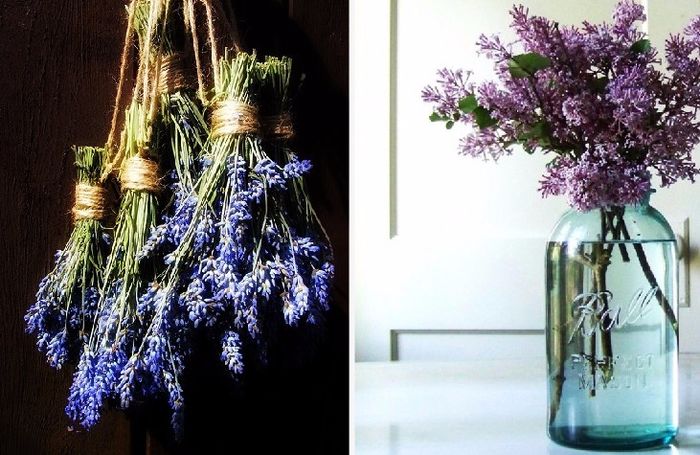 Lavanda