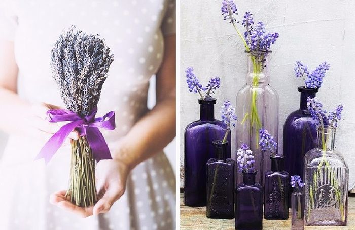 Lavanda