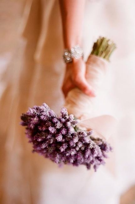 Lavanda