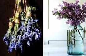 Lavanda