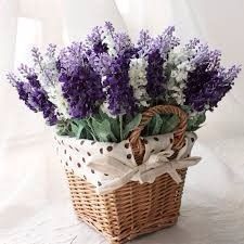 Lavanda