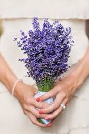 Lavanda