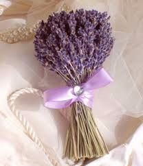 Lavanda