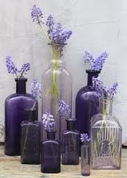 Lavanda