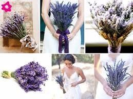 Lavanda