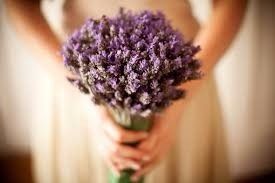 Lavanda