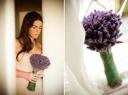 Lavanda