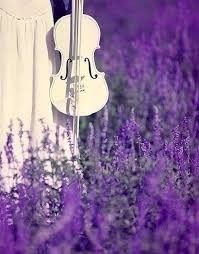 Lavanda