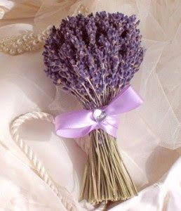 Lavanda