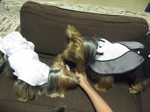 companhia 4 patas