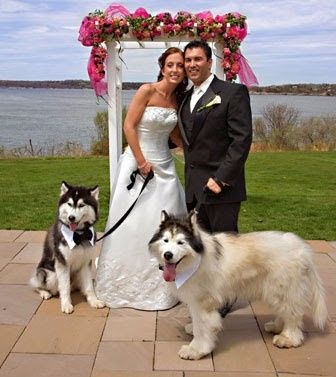 companhia 4 patas