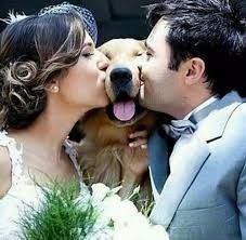 companhia 4 patas