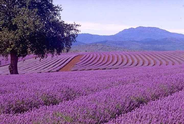 Lavanda
