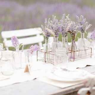 Lavanda