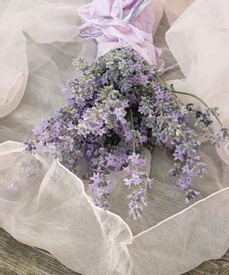 Lavanda