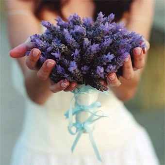Lavanda