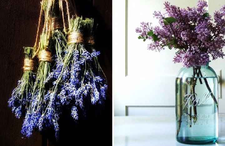Lavanda