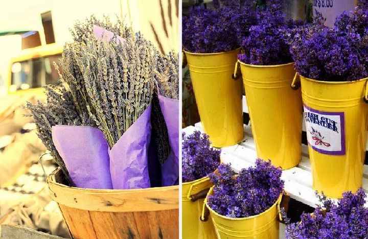 Lavanda