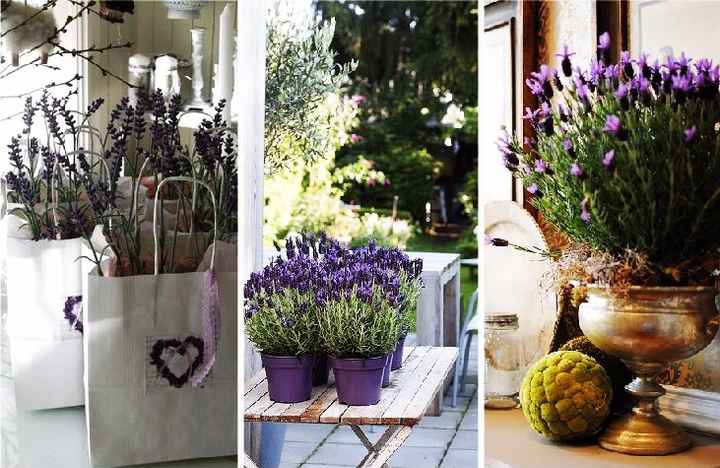 Lavanda