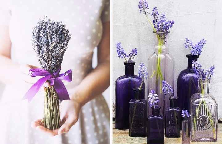 Lavanda