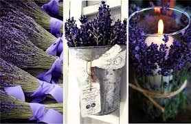 Lavanda