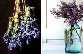 Lavanda