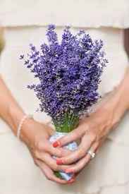 Lavanda