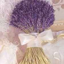 Lavanda