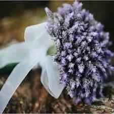 Lavanda