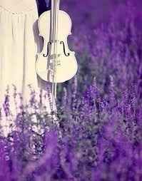 Lavanda