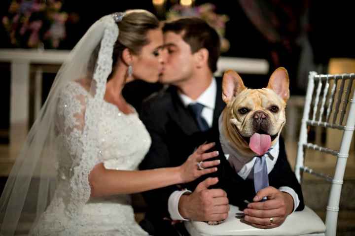 companhia 4 patas